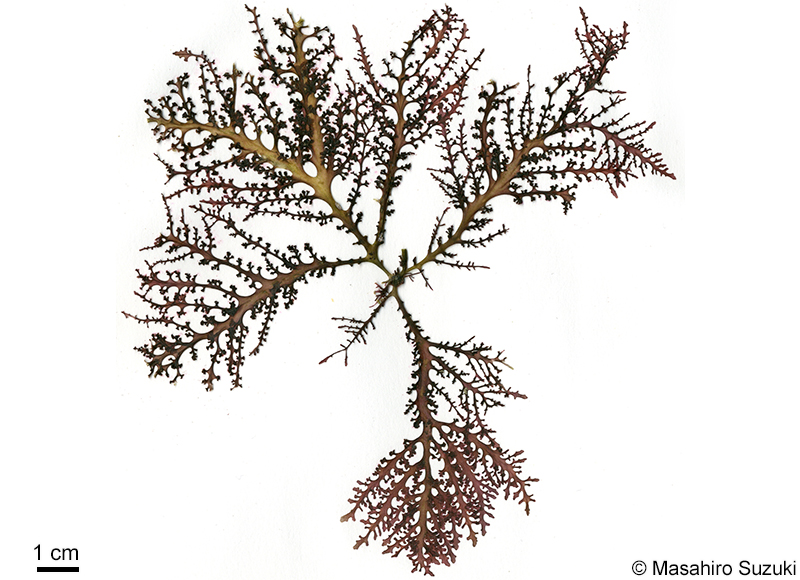 Chondrophycus coreanus